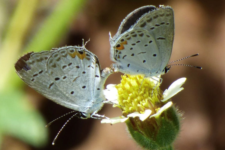 Cupido comyntas texana