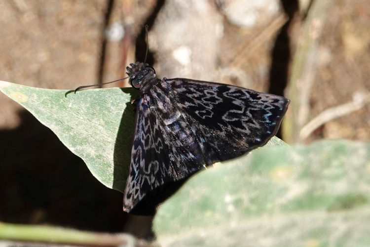 Cycloglypha thrasibulus