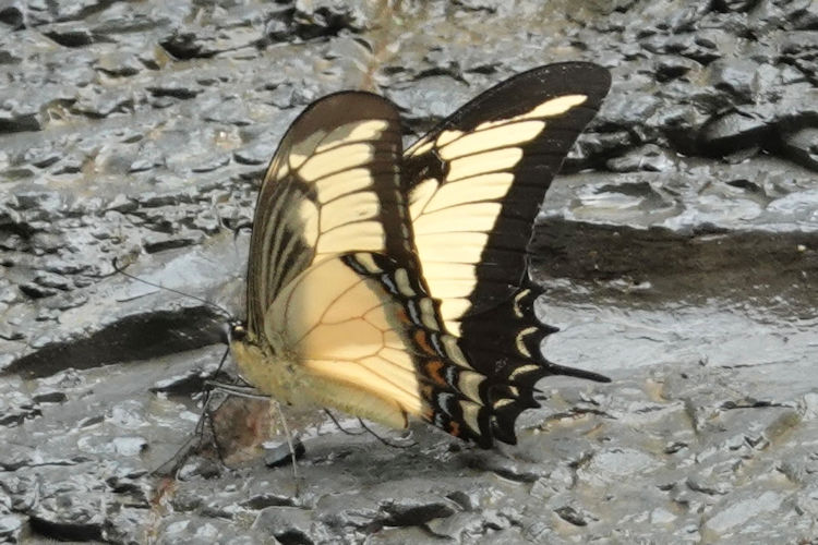 Heraclides androgeus epidaurus