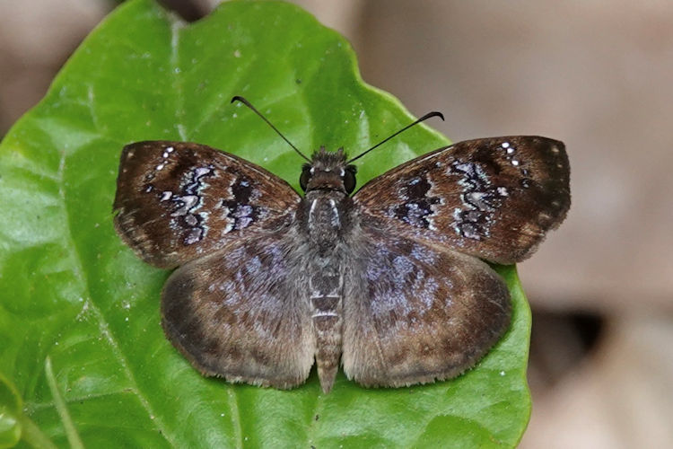 Sostrata nordica