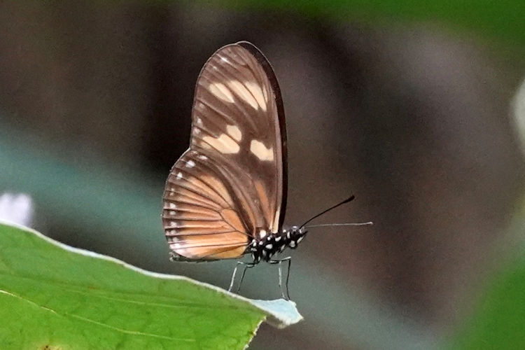 Eueides vibilia vialis