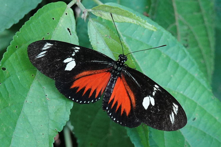 Heliconius doris viridis