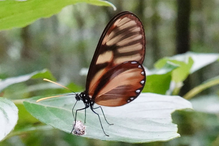 Ithomia xenos xenos