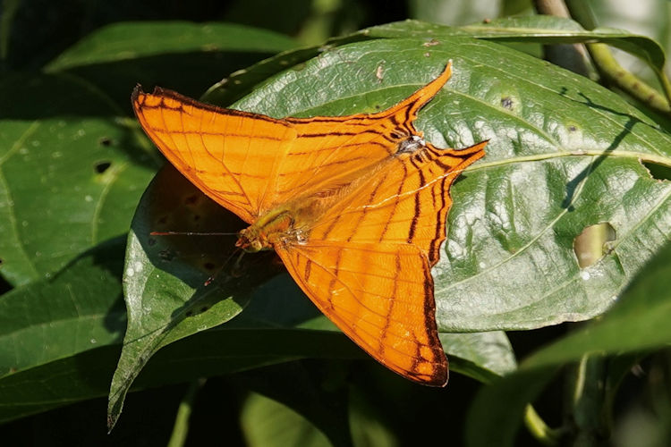 Marpesia berania fruhstorferi