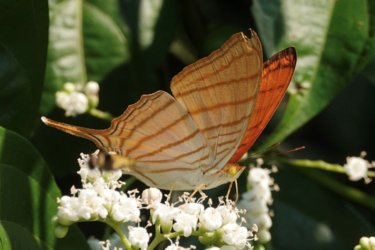 Marpesia berania fruhstorferi