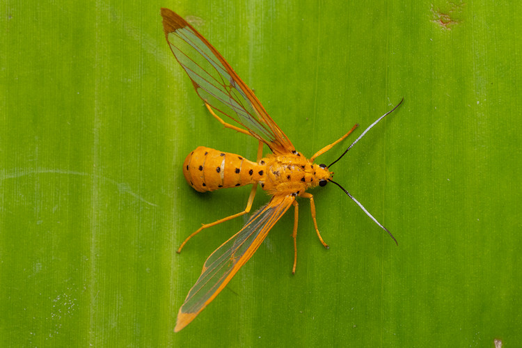 Isanthrene monticola