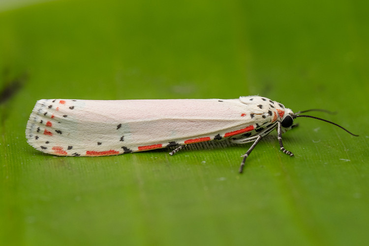 Utetheisa ornatrix