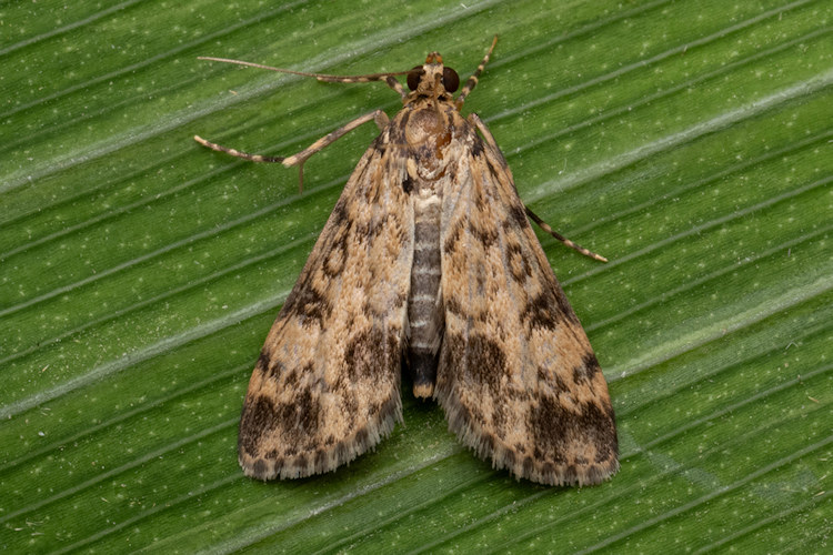 Blepharomastix schistisemalis