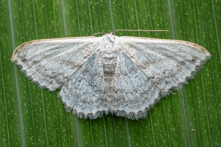 Scopula privata