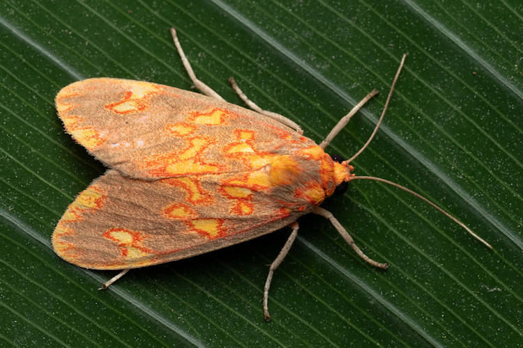 Melese flavimaculata