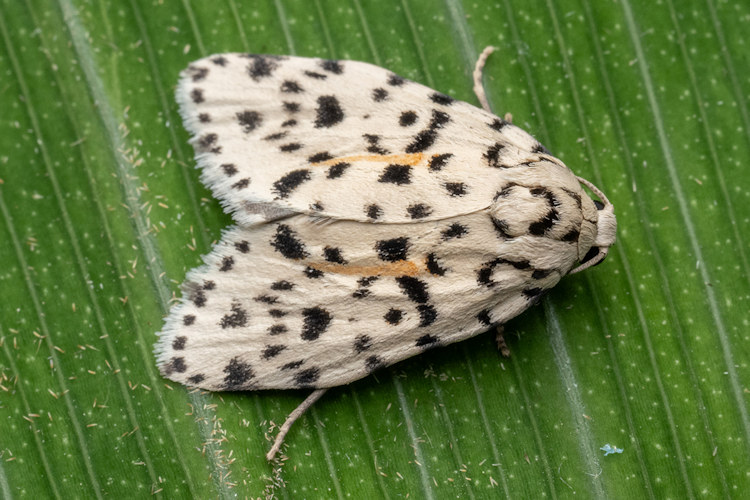 Clemensia leopardina