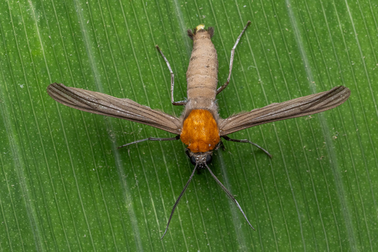 Contortivalva potentia