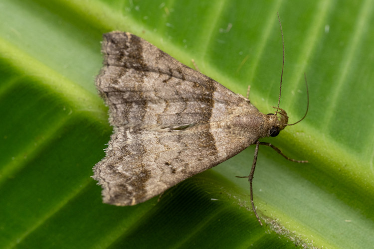 Phalaenophana pyramusalis