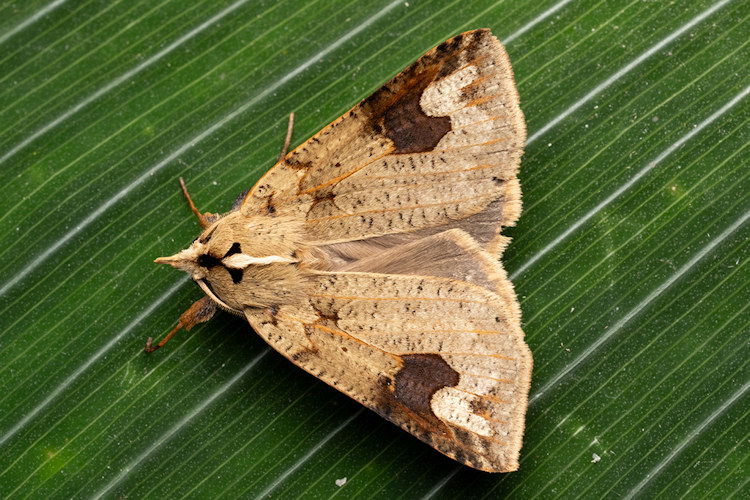 Herminocala sabata