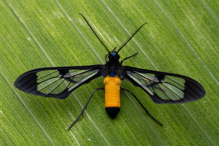 Cosmosoma pseudothia
