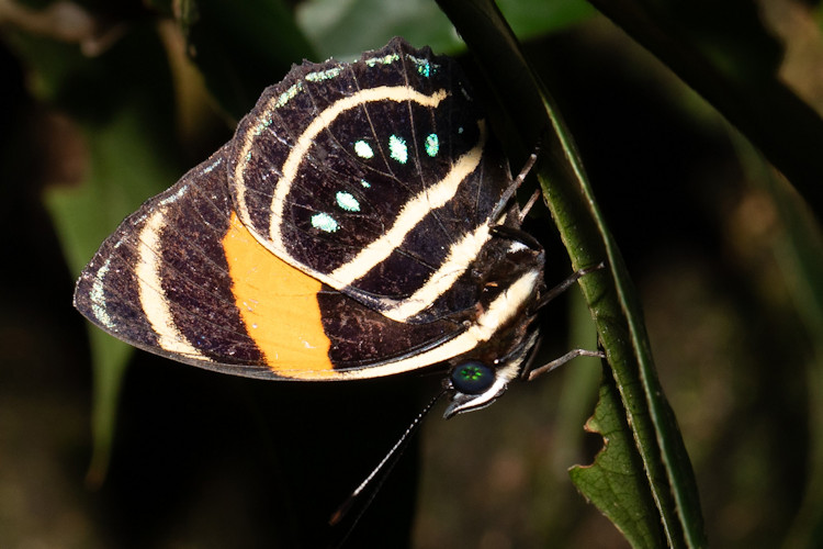 Callicore lyca aerias