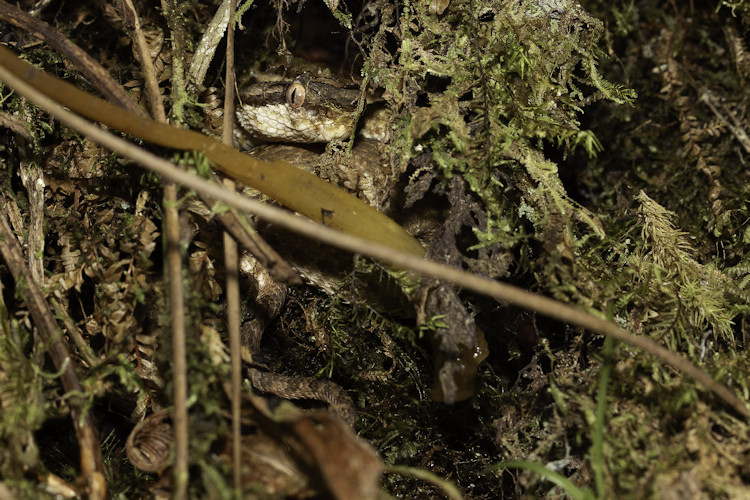 Bothriechis nigroadspersus