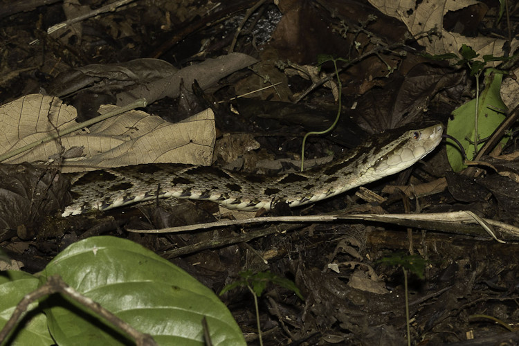 Bothrops asper