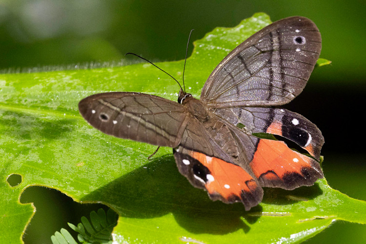 Pierella helvina incanescens