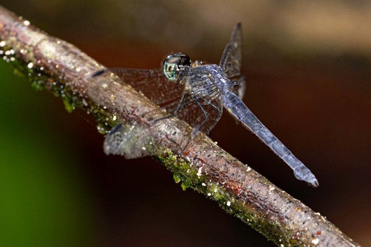 Cannaphila insularis