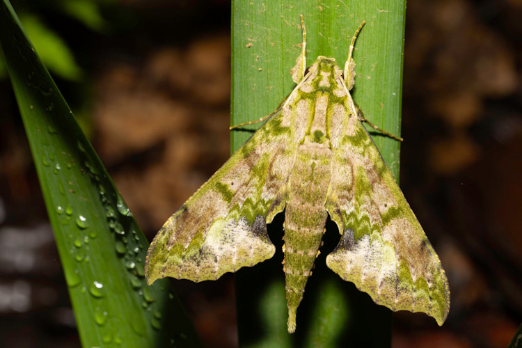 Xylophanes zurcheri