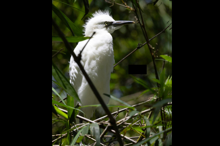 Ardea alba