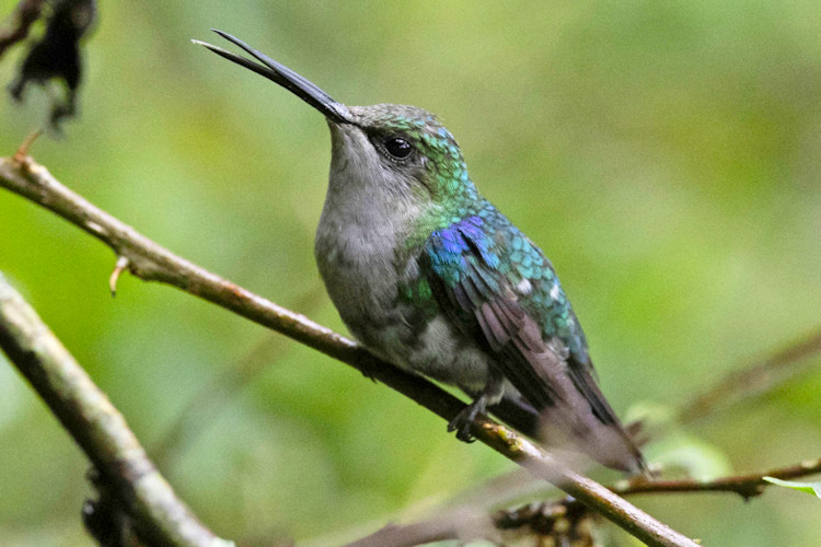 Thalurania colombica