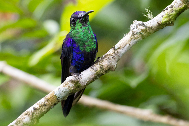 Thalurania colombica