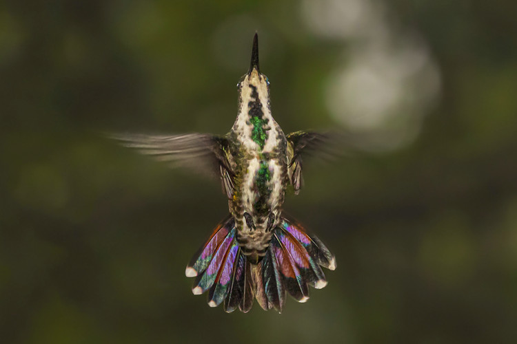 Anthracothorax prevostii