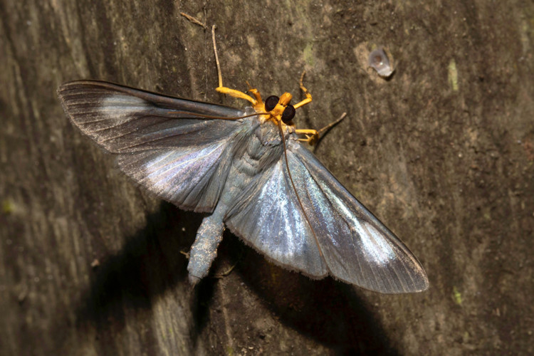 Omiodes seminitidalis