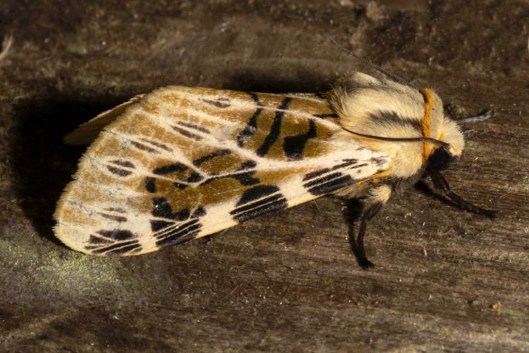 Hypercompe nemophila