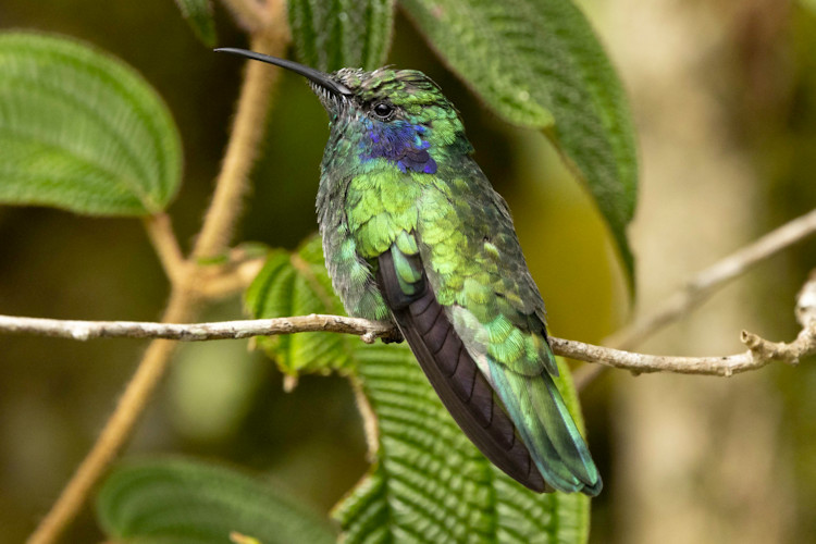 Colibri cyanotus cabanidis