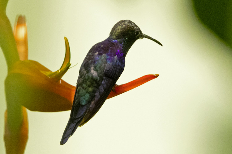 Thalurania colombica