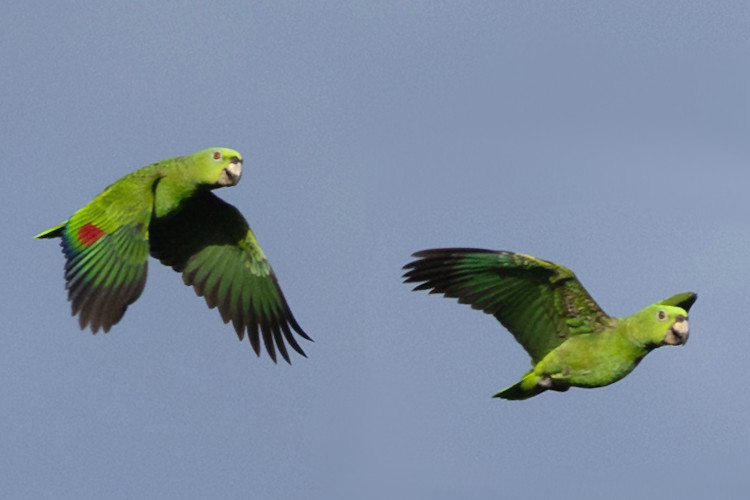 Amazona auropalliata