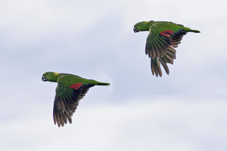 Amazona auropalliata