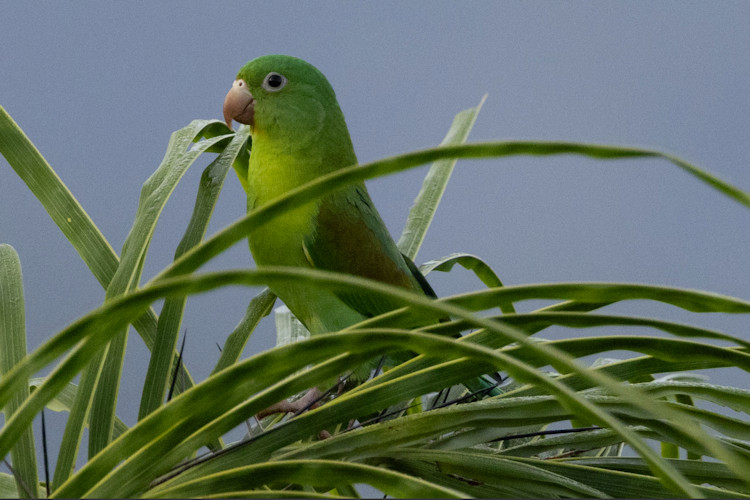 Brotogeris jugularis