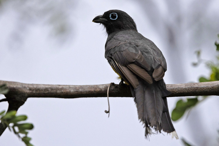Trogon melanocephalus