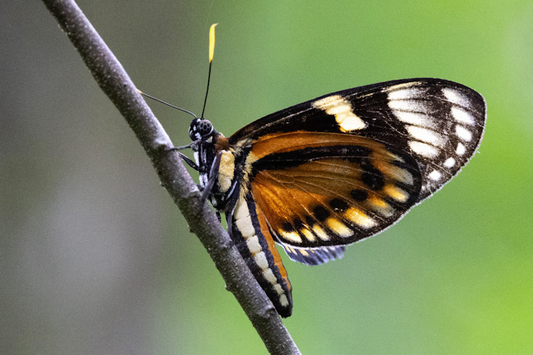 Prometheus zagraea salvina