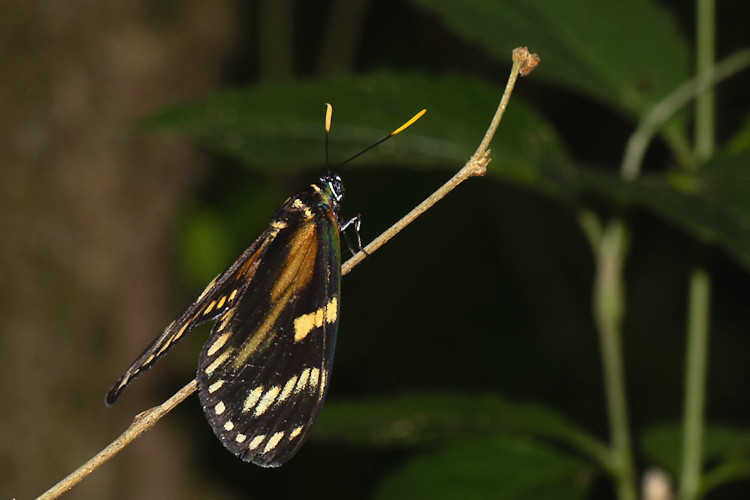 Prometheus zagraea salvina