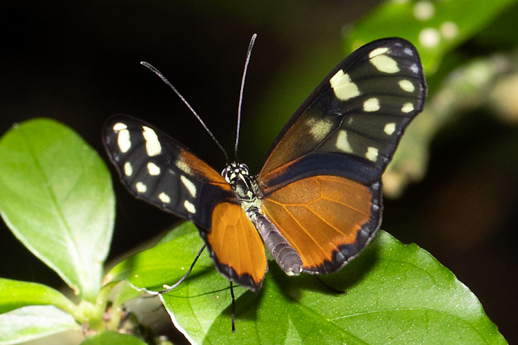 Pteronymia picta notilla