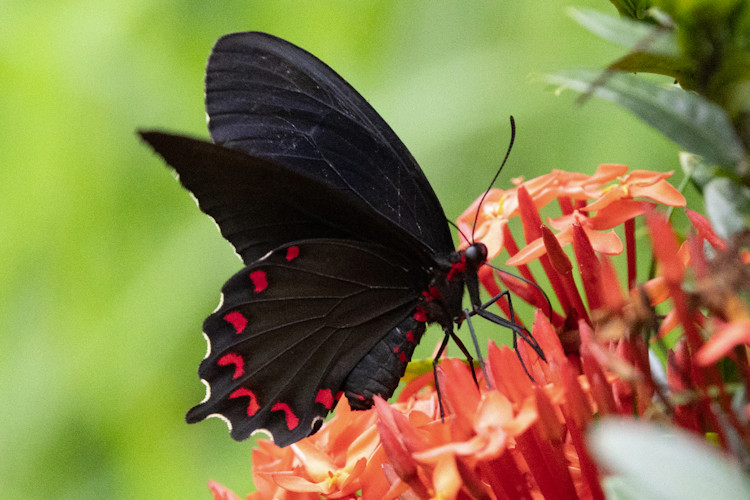 Parides montezuma