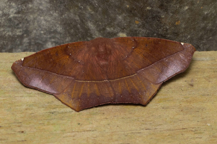 Microgonia perfulvata