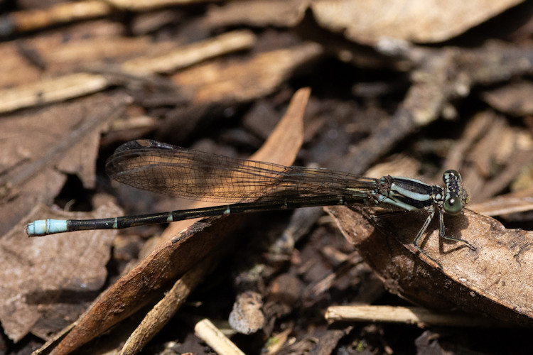 Argia frequentula