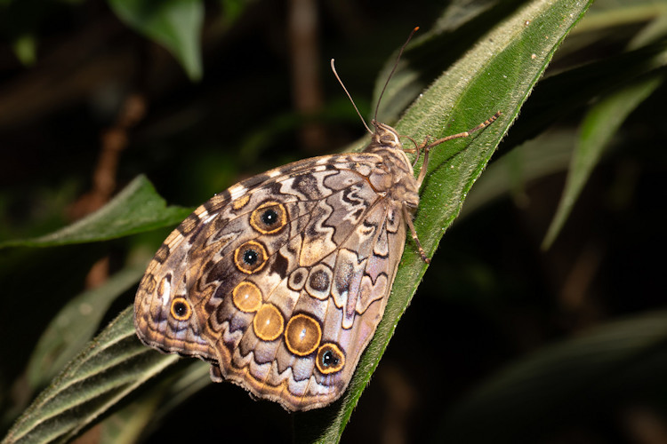Manataria maculata maculata