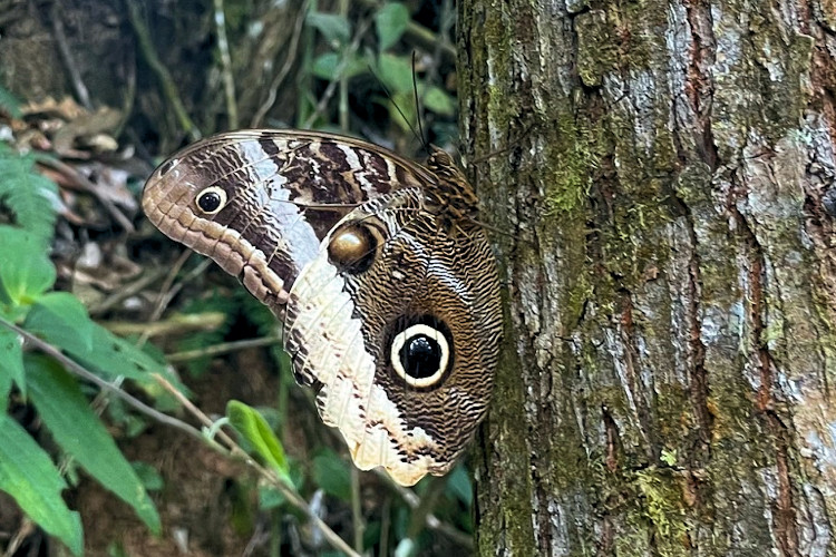 Caligo atreus dionysos
